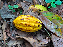 Cacao tree (Theobroma cacao) fruit pod