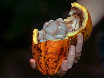Cacao tree (Theobroma cacao) pod opened showing cacao beans.