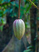 Cacao tree (Theobroma cacao) showing fruit pod