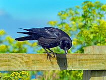 Carrion crow (Corvus corone) perched on field fence, Norfolk, England, UK, April.