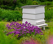 Traditional beehive in herb garden, Norfolk, England, UK, May.