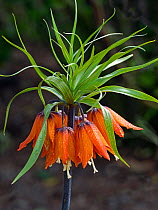 Crown imperial (Fritillaria imperialis) growing in spring border, cultivated plant in garden.