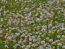 Dandelion (Taraxacum officinale) seed heads and flowers Norfolk, England, UK.