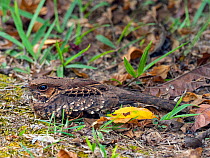 Dusky nightjar (Antrostomus saturatus) Costa Rica.