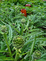 Globe artichoke or Cardoon Thistle (Cynara cardunculus) cultivated plant in garden.