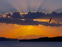 Frigate birds (Fregata) and sunset over Pacific ocean at Golfo de Nicoya, Costa Rica.