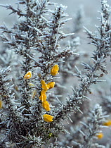 Gorse (Ulex europaeus) in flower in mid winter covered in frost and snow. Norfolk, England, UK. January.