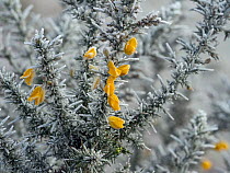 Gorse (Ulex europaeus) in flower in mid winter covered in frost and snow. Norfolk, England, UK. January.