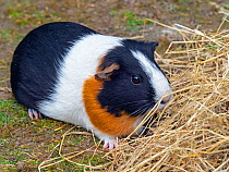 Domestic guinea pig with tricolour fur.