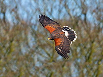 Harris&#39;s hawk (Parabuteo unicinctus) in flight, captive falconry bird.