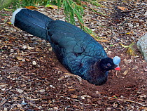 Helmeted curassow (Pauxi pauxi) captive, occurs in western Venezuela and northern Colombia