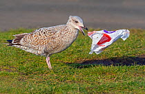 Herring gull (Larus argentatus) immature bird feeding on hamburger debris in plastic wrapper, Norfolk, England, UK, February.