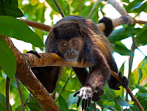 Howler monkey (Alouatta caraya) resting in tree, Costa Rica.