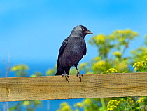 Jackdaw (Corvus monedula)perched on farmland fence, Norfolk, England, UK. May.