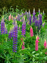 Lupins growing in herbaceous border, Norfolk, England, UK. May.