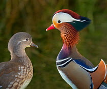 Portrait of a Mandarin duck (Aix galericulata) male animal and female. UK. Introduced species.
