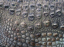 Marsh crocodile (Crocodylus palustris) close up of skin, captive.
