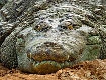 Marsh crocodile (Crocodylus palustris) close up portrait, captive, occurs in Iran, Pakistan, Nepal, India and Sri Lanka.