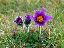 Pasque flower (Pulsatilla vulgaris) growing on the Chiltern Hills Buckinghamshire, England, UK, April.