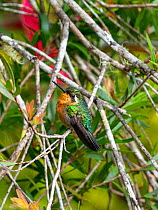 Purple-throated mountain gem hummingbird (Lampornis calolaemus) female, Costa Rica.