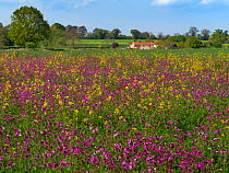 Red campion (Silene dioica) and self seeded Rapeseed (Brassica napus subsp. napus) Norfolk, UK, May.