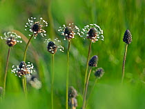 Ribwort (Plantago lanceolata) in grazing meadow, Norfolk, England, UK. April.