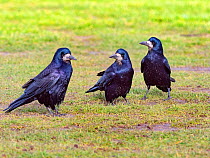 Rooks (Corvus frugilegus) feeding in grassland, Norfolk, England, UK. February.