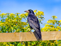 Rook (Corvus frugilegus)perched on fence, East coast, Norfolk, England, UK, April.