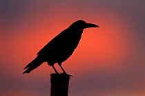 Rook (Corvus frugilegus) perched on fence post at sunset, Norfolk, England, UK, February.