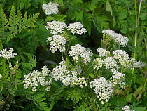 Sweet cicely (Myrrhis odorata) in flower in herb garden, cultivated plant.