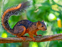 Variegated squirrel (Sciurus variegatoides) Costa Rica.