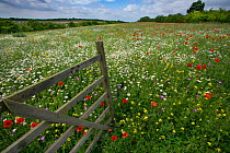 Open wooden gate leading to wild flower meadow Chilterns, Buckinghamshire, UK, June.