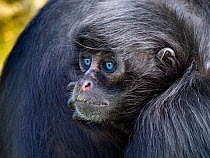 Young Black headed spider monkey (Ateles fusciceps) with blue eyes, portrait, captive. Occurs in Central and South America. Critically endangered species.