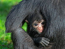 Black headed spider monkey (Ateles fusciceps) with baby age five. Captive. Occurs in Central and South America. Critically endangered species.