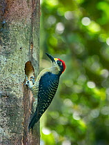 Black-cheeked woodpecker (Melanerpes pucherani) at nest hole, Costa Rica
