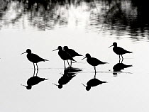 Black-necked stilts (Himantopus mexicanus) group of five silhouetted, Costa Rica.