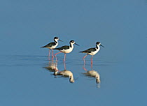 Black-necked stilts (Himantopus mexicanus) group of three early morning sun, Costa Rica.