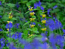 Bluebells (Hyacinthoides non-scripta) and Yellow Archangel (Lamium galeobdolon) Blickling Great Wood, Norfolk, England, UK, May.