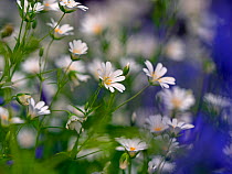 Bluebells (Hyacinthoides non-scripta) and Greater stitchwort (Stellaria holostea) Blickling Great Wood, Norfolk, England, UK, May.