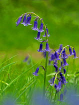 Bluebells (Hyacinthoides non-scripta) Blickling Great Wood, Norfolk, England, UK, May.
