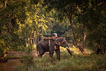Asian elephant (Elephas maximus), mahout on patrol. Bandhavgarh National Park, India. 2018.