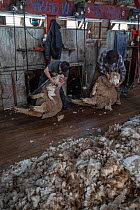 Domestic sheep (Ovis aries) shearing. Cerro Castillo, Torres del Paine area, Patagonia, Chile. April 2018.