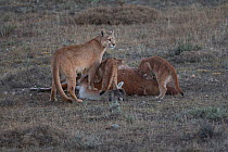 Puma (Puma concolor) female and cubs feeding on Guanaco (Lama guanicoe) carcass. Torres del Paine, Patagonia, Chile. July.