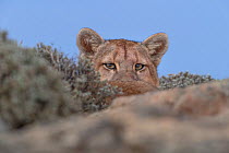 Puma (Puma concolor) peering out above rocks and vegetation. Torres del Paine, Patagonia, Chile. July.