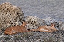 Puma (Puma concolor), mother with cub resting amongst rocks. Torres del Paine, Patagonia, Chile. July.