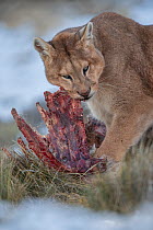 Puma (Puma concolor) male feeding on Guanaco (Lama guanicoe) carcass. Torres del Paine, Patagonia, Chile. July.