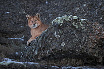 Puma (Puma concolor) male resting amongst rocks. Torres del Paine, Patagonia, Chile. July.