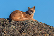 Puma (Puma concolor) female resting on rock. Torres del Paine, Patagonia, Chile. July.