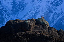 Puma (Puma concolor) pair in courtship on rocks. Torres del Paine, Patagonia, Chile. August 2017.