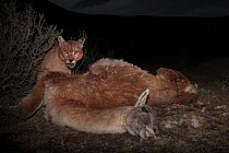 Puma (Puma concolor) feeding on Guanaco (Lama guanicoe) carcass at night. Torres del Paine, Patagonia, Chile. August.